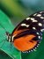 download free wallpaper butterfly_003.jpg