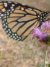 download free wallpaper butterfly_004.jpg