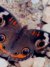 download free wallpaper butterfly_006.jpg