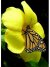 download free wallpaper butterfly_009.jpg