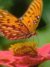 download free wallpaper butterfly_010.jpg