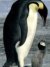 download free wallpaper penguins_002.jpg