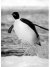 download free wallpaper penguins_005.jpg