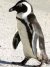download free wallpaper penguins_009.jpg